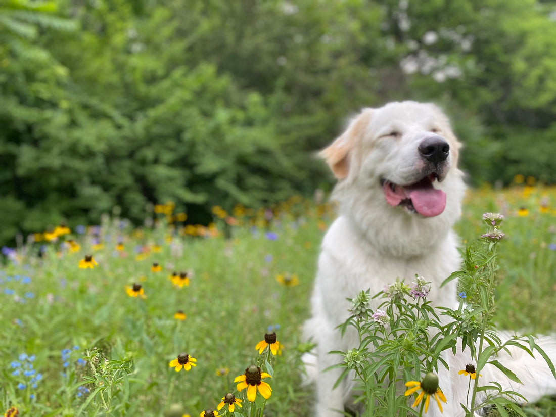 Why I’m Illustrating my Dog’s Story